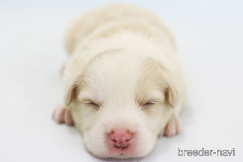 成約済の神奈川県のボーダーコリー-327510の5枚目